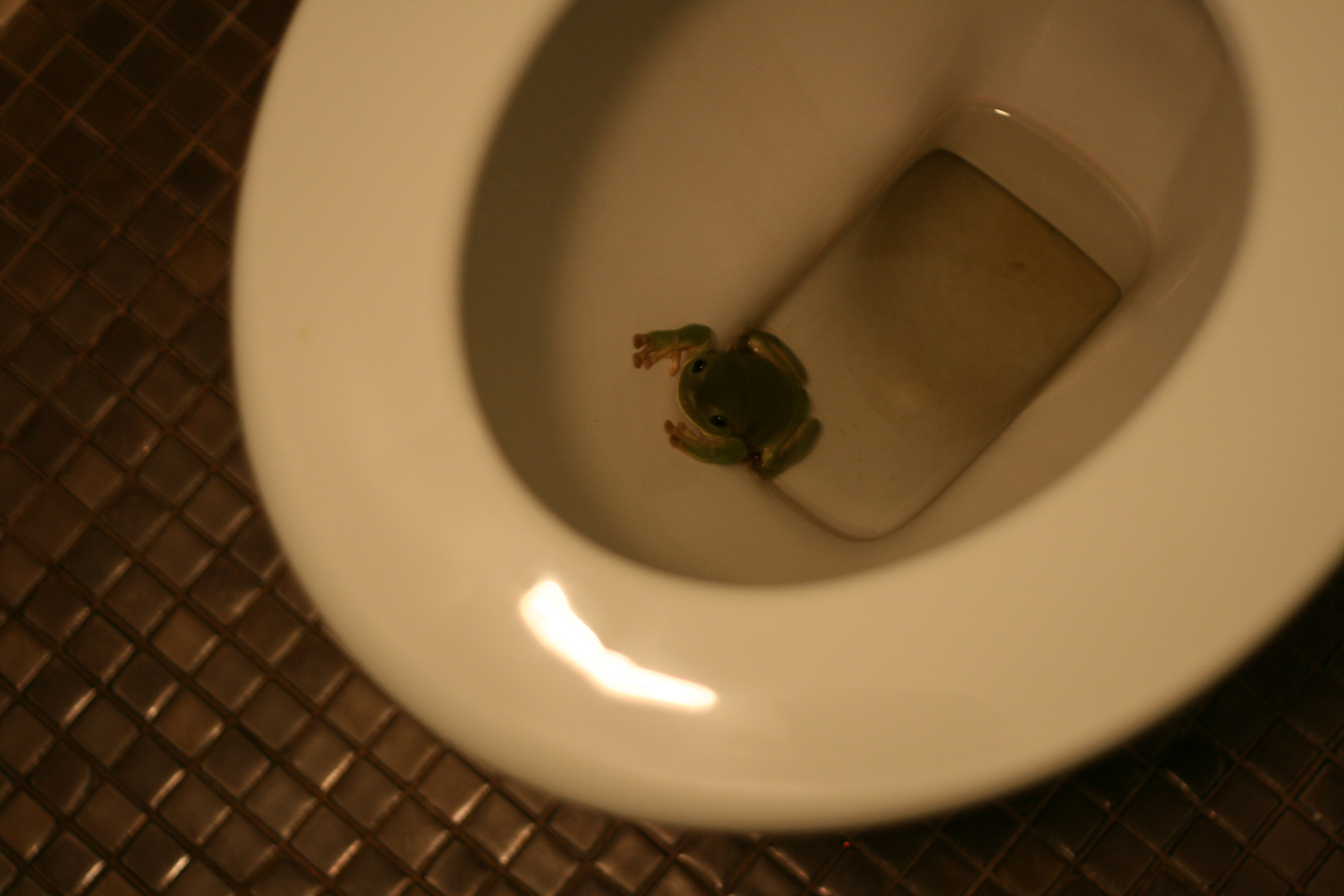 Image result for frog in a toilet pictures